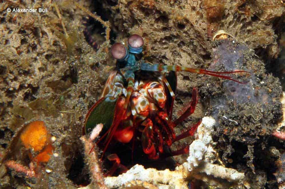 Odontodactylus scyllarus - Mantis 1 Odontodactylus scyllarus - Mantis