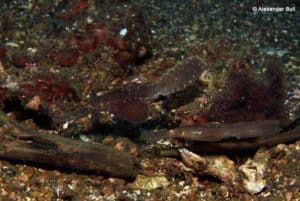 Solenostomus cyanopterus - Zeegras Spookfluitvis