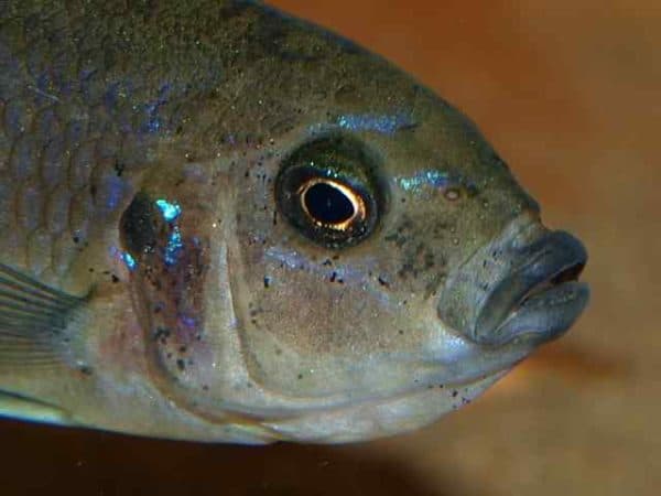 Cynotilapia afra "Lupingu" - Vrouw met eieren