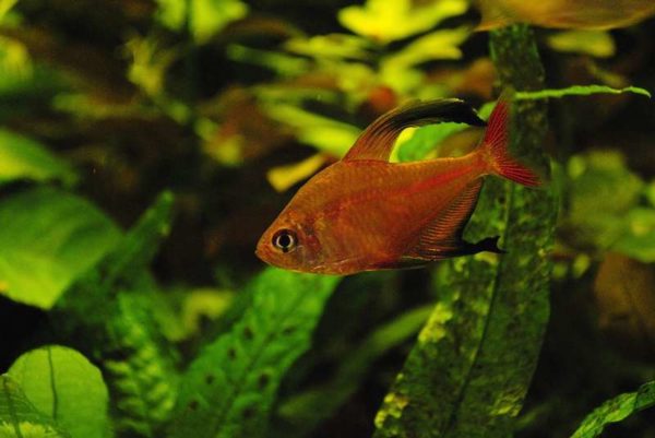 Hyphessobrycon robertsi - Sikkeltetra Man