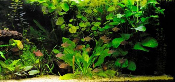 Hyphessobrycon robertsi - Sikkeltetra