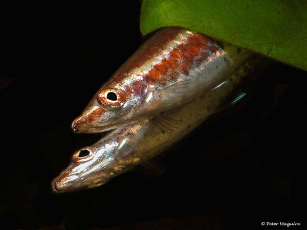 Nannostomus eques