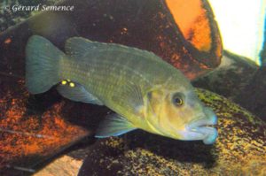 Abactochromis