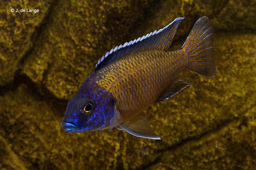 Aulonocara stuartgranti - Usisya - male