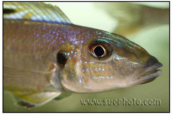 Enantiopus melanogenys - Kantalamba - Close up