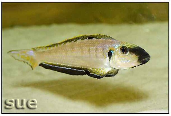 Enantiopus melanogenys - Nangu