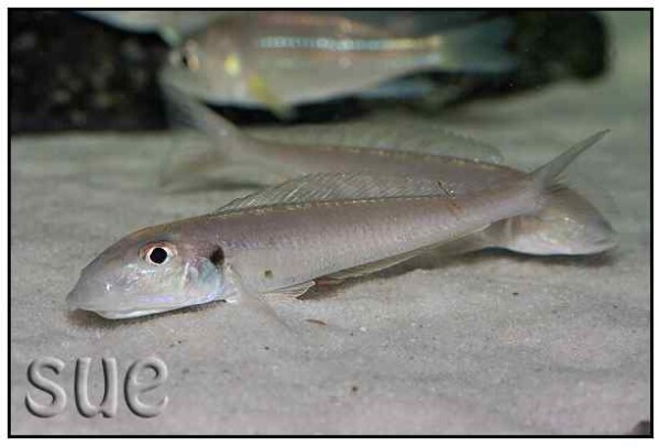 Enantiopus melanogenys - Nangu