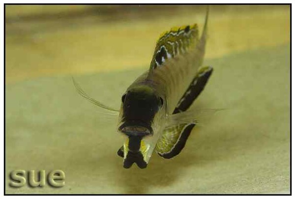 Enantiopus melanogenys - Nangu