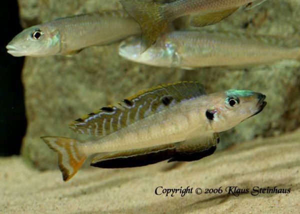 Enantiopus melanogenys