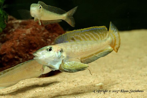Enantiopus melanogenys