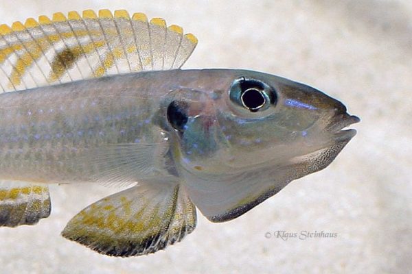 Enantiopus melanogenys