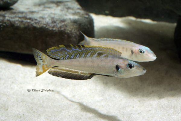Enantiopus melanogenys