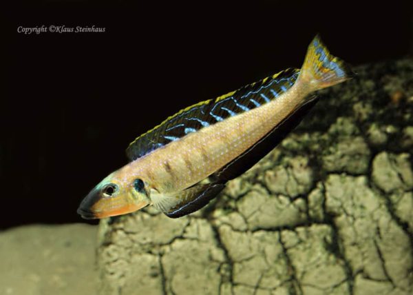 Enantiopus melanogenys