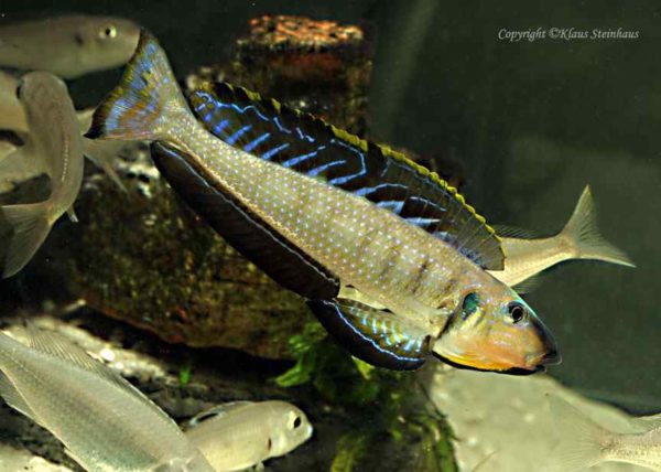 Enantiopus melanogenys