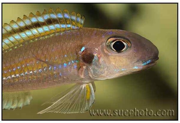 Xenotilapia bathyphilus - Chimba - Close up