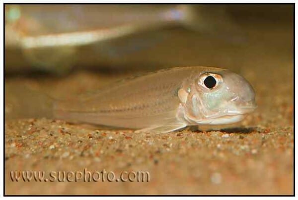 Xenotilapia bathyphilus - Chimba - Vrouw
