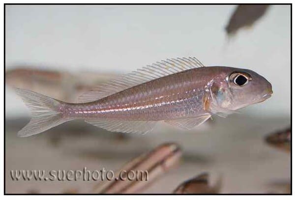 Xenotilapia bathyphilus - Chituta