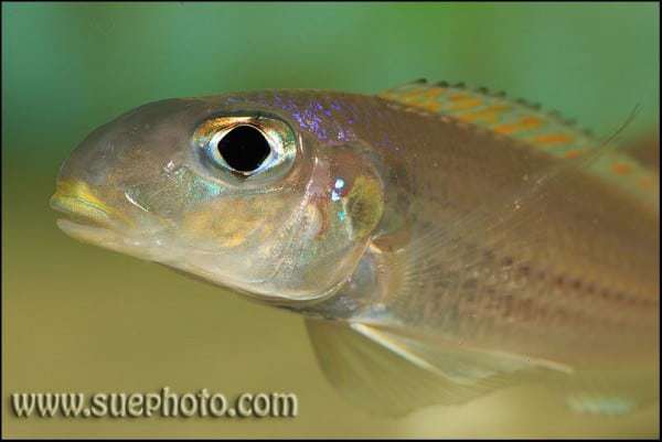Xenotilapia bathyphilus - Gombe