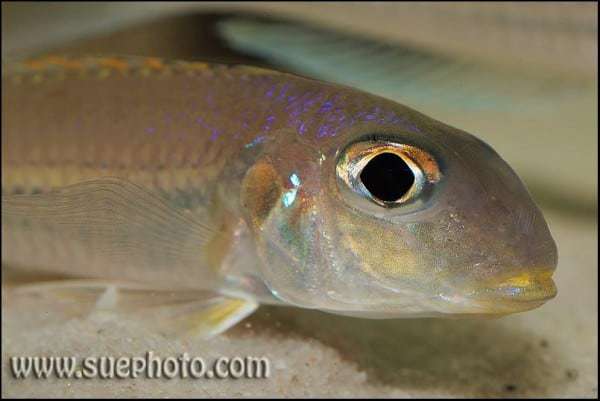 Xenotilapia bathyphilus - Gombe