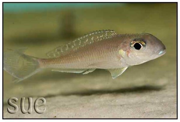 Xenotilapia bathyphilus - Mtoto