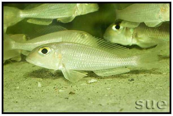 Xenotilapia boulengeri - Ilangi