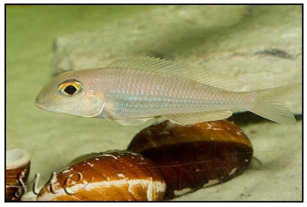 Xenotilapia boulengeri - Isanga