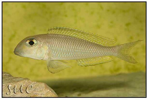 Xenotilapia boulengeri - Isanga
