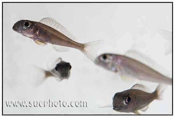 Xenotilapia boulengeri - Sambia