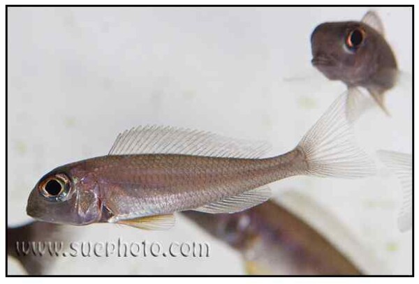 Xenotilapia boulengeri - Sambia