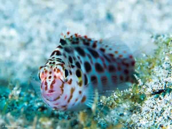 Cirrhitichthys oxycephalus - Rode Koraalklimmer
