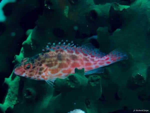 Cirrhitichthys oxycephalus - Rode Koraalklimmer