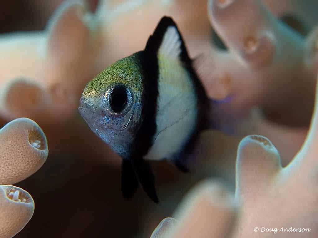 Dascyllus reticulatus