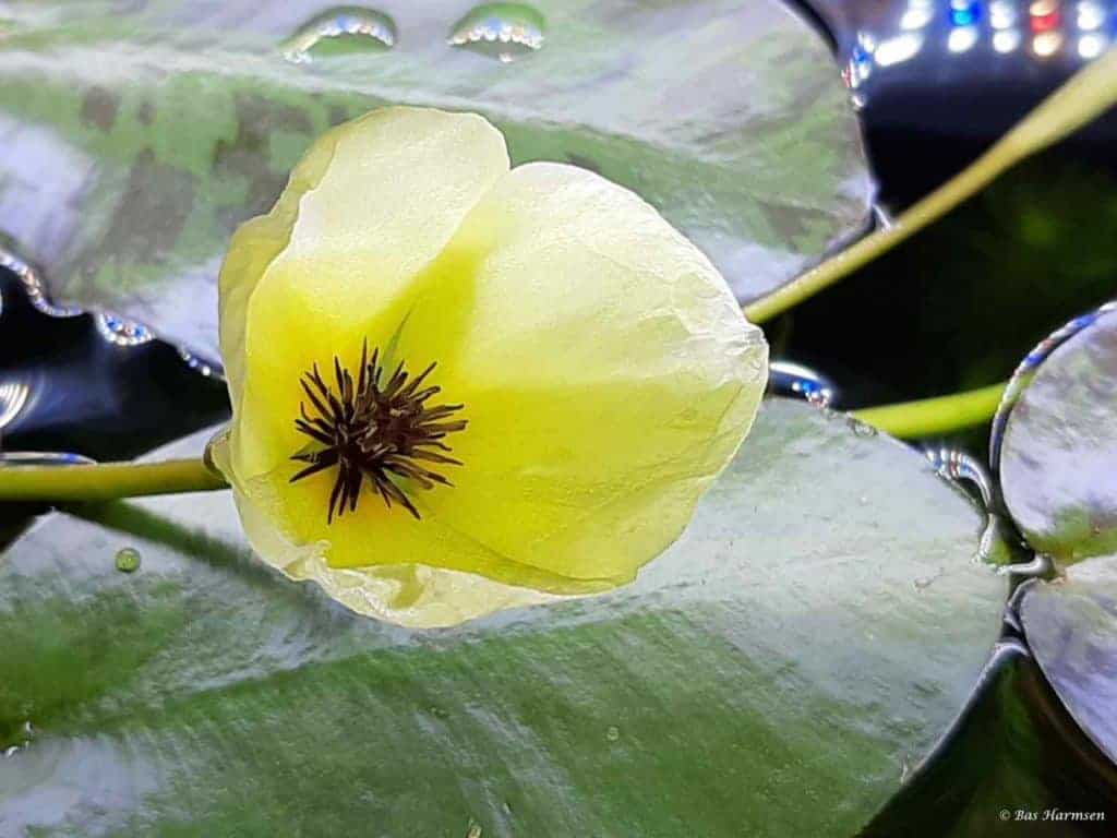 Hydrocleys nymphoides - Bloem