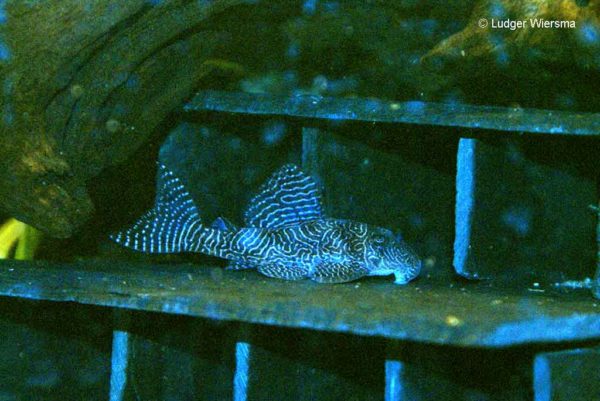 Hypancistrus sp. L411