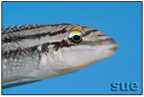 Julidochromis dickfeldi 3 Julidochromis dickfeldi - Chipimbi