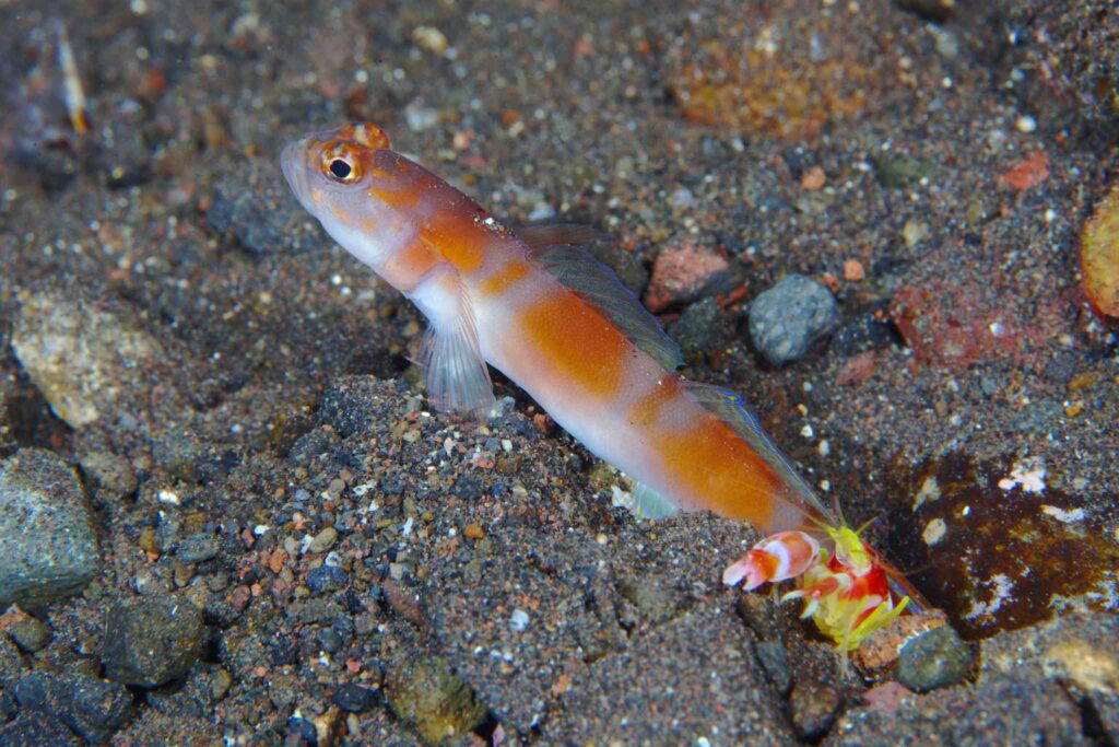Amblyeleotris yanoi – Flagtail Shrimp Goby with symbiosis shrimp Alpheus randalli