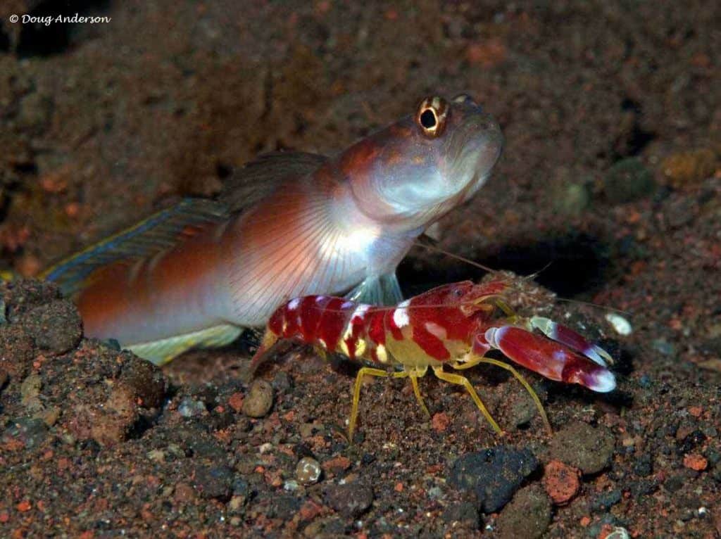 Amblyeleotris yanoi with Alpheus randalli