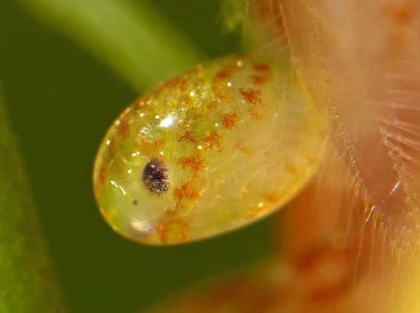 Neocaridina heteropoda - Vuurgarnaal ei op het punt van uitkomen