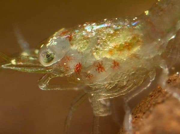Neocaridina heteropoda - Vuurgarnaal pas uitgekomen jong