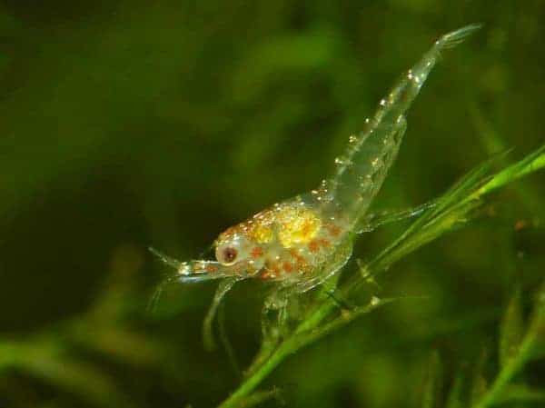 Neocaridina heteropoda - Vuurgarnaal - Pas uitgekomen jong