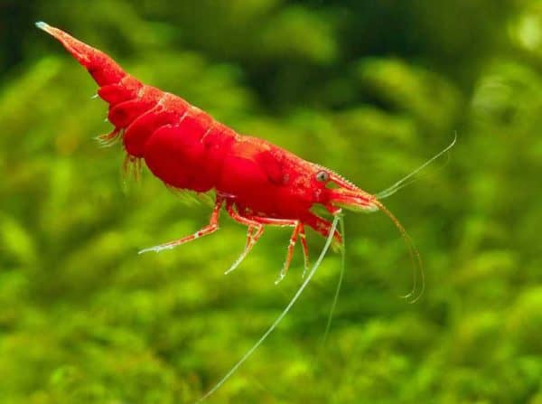 Neocaridina heteropoda - Vuurgarnaal