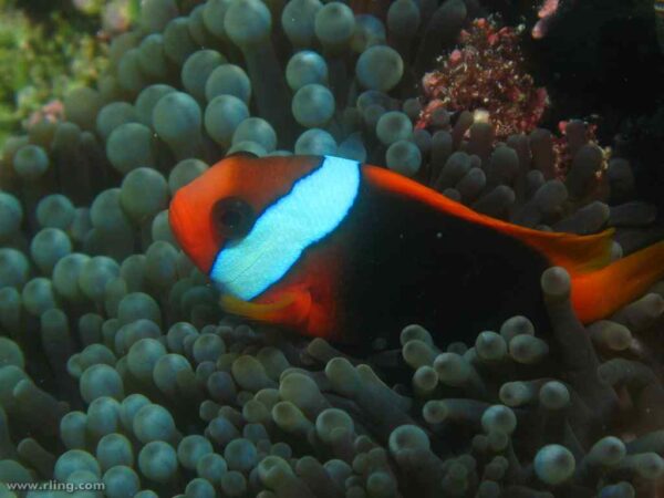Amphiprion melanopus in een anemoon - Yankee Reef - Groot Barrière Rif