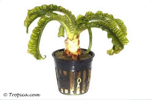 Crinum natans 3 Crinum natans in pot