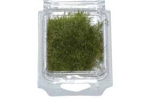 Riccia fluitans in verkoop bakje