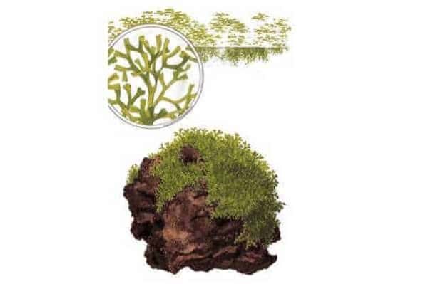 Riccia fluitans tekening
