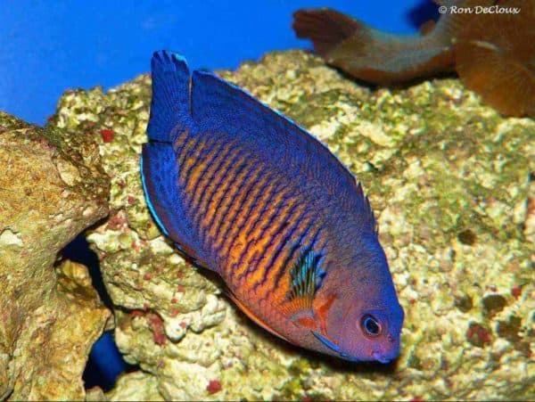 Centropyge bispinosa - Gestreepte Dwergkeizersvis