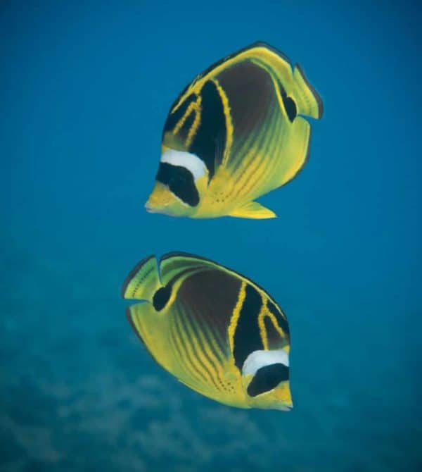 Chaetodon lunula - Maansikkel Koraalvlinder