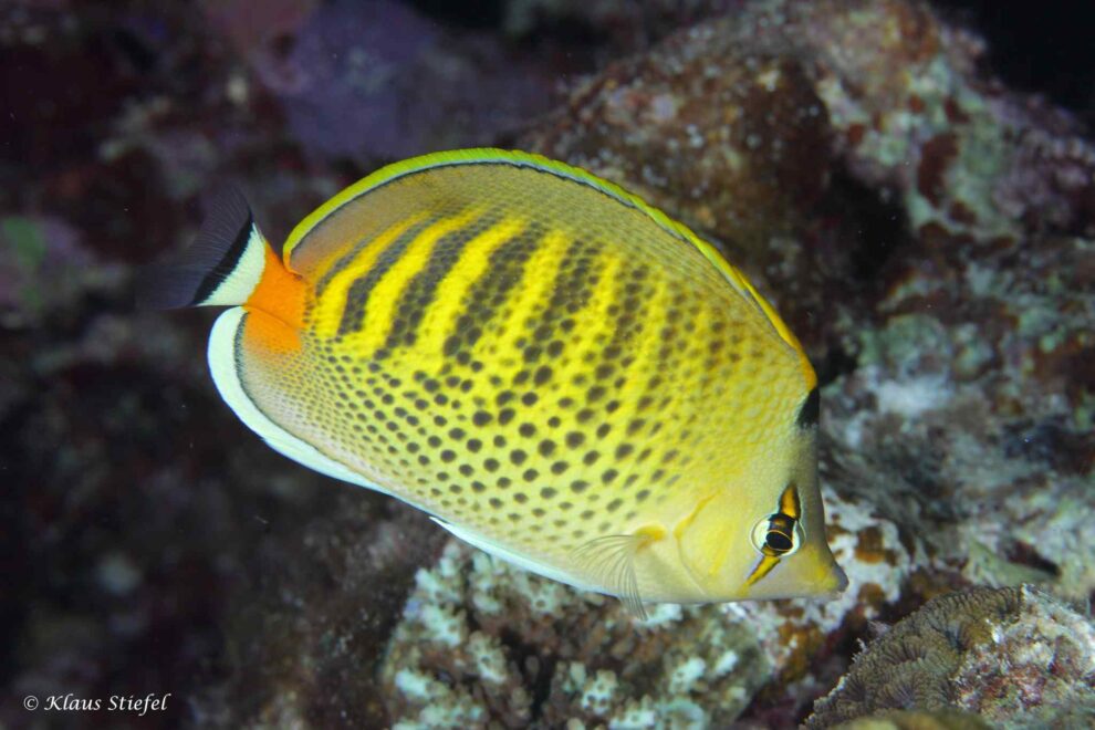 Chaetodon punctatofasciatus - Spotband Butterflyfish