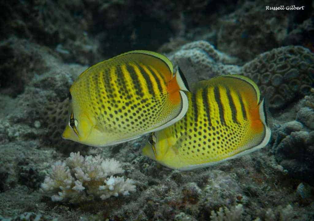 Chaetodon punctatofasciatus - Spotband Butterflyfish
