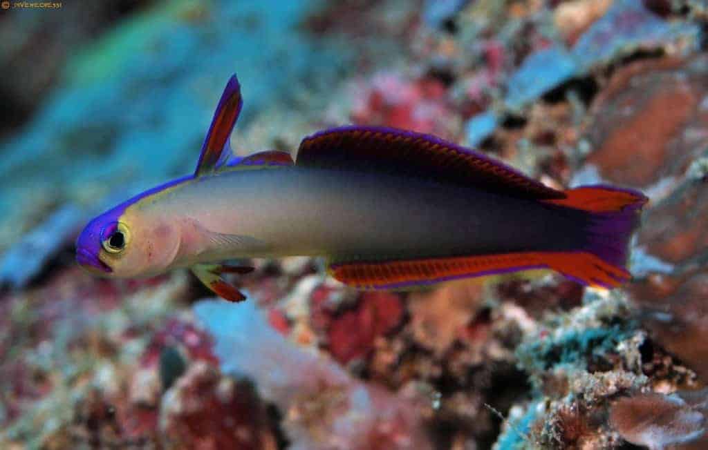 Nemateleotris decora – Purple Firefish
